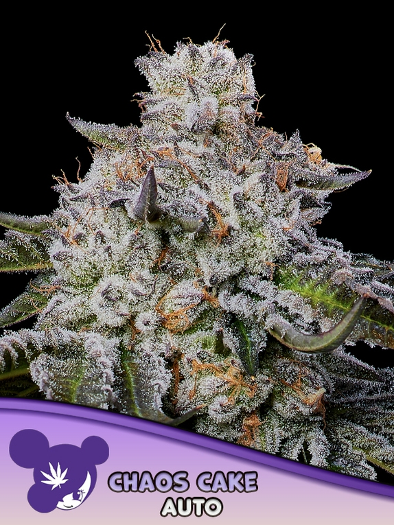 Chaos Cake Auto Cannabis Seeds