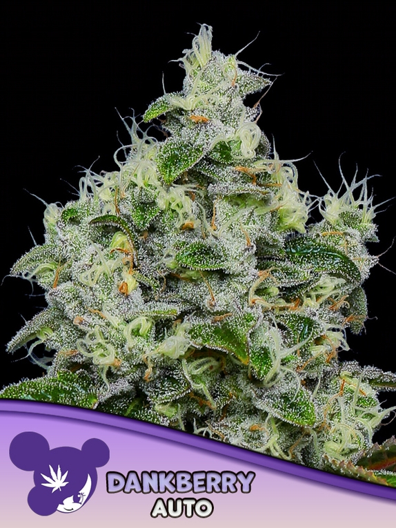 Dankberry Auto Cannabis Seeds