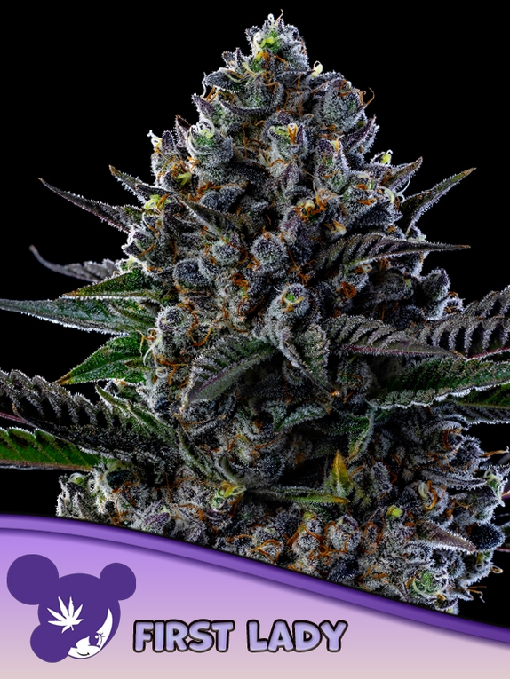 First Lady Cannabis Seeds