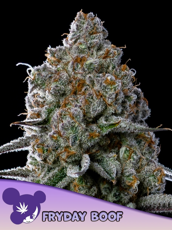 Fryday Boof Cannabis Seeds