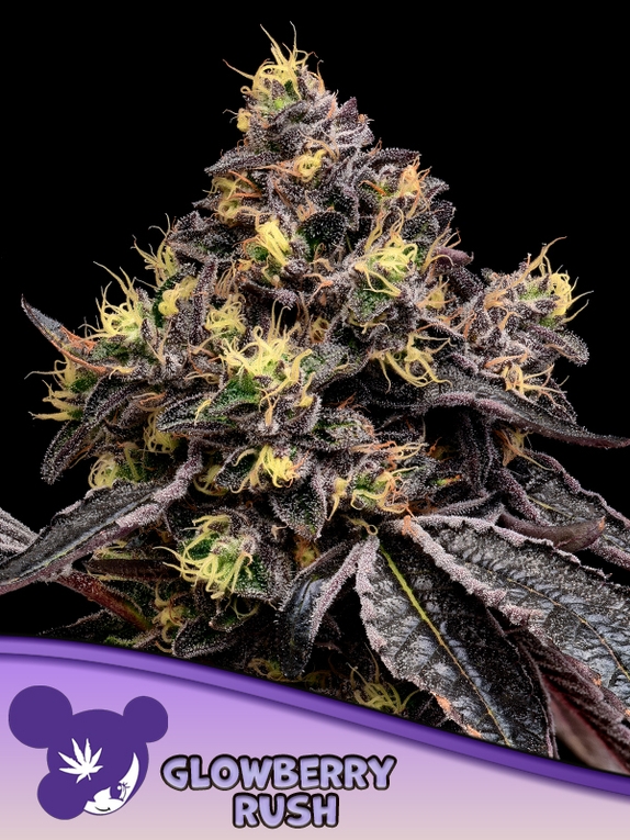 Glowberry Rush Cannabis Seeds