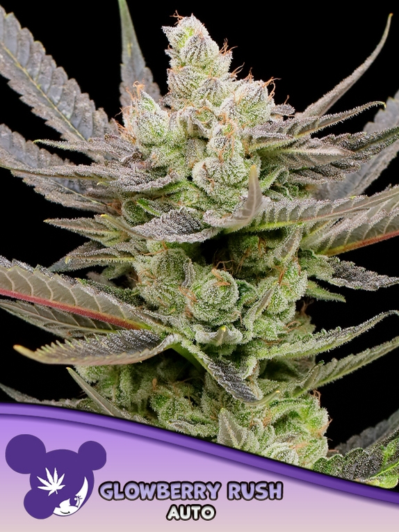 Glowberry Rush Auto Cannabis Seeds