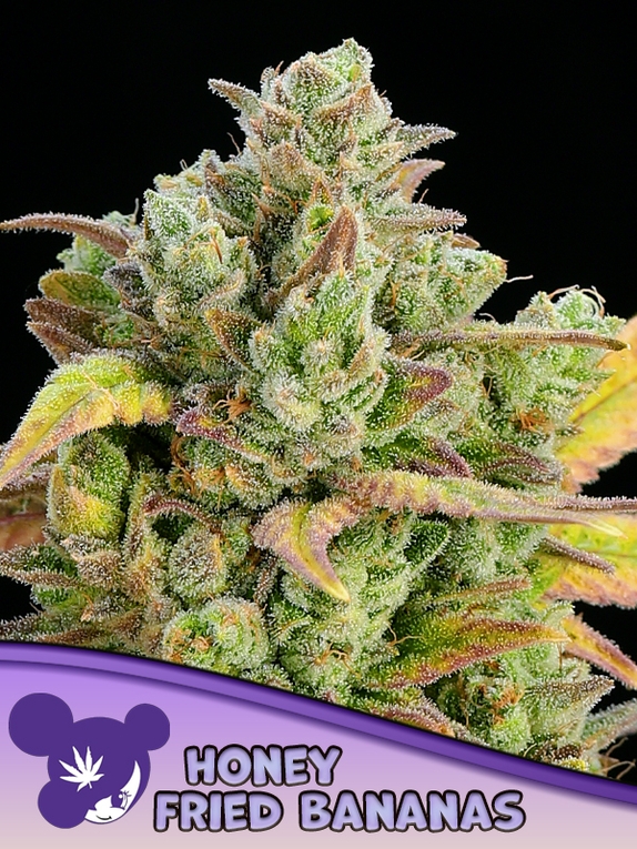 Honey Fried Bananas Cannabis Seeds