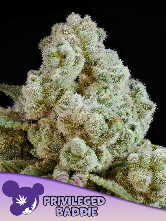 Privileged Baddie Cannabis Seeds