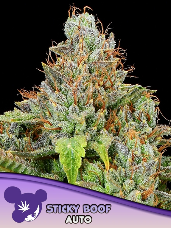 Sticky Boof Auto Cannabis Seeds