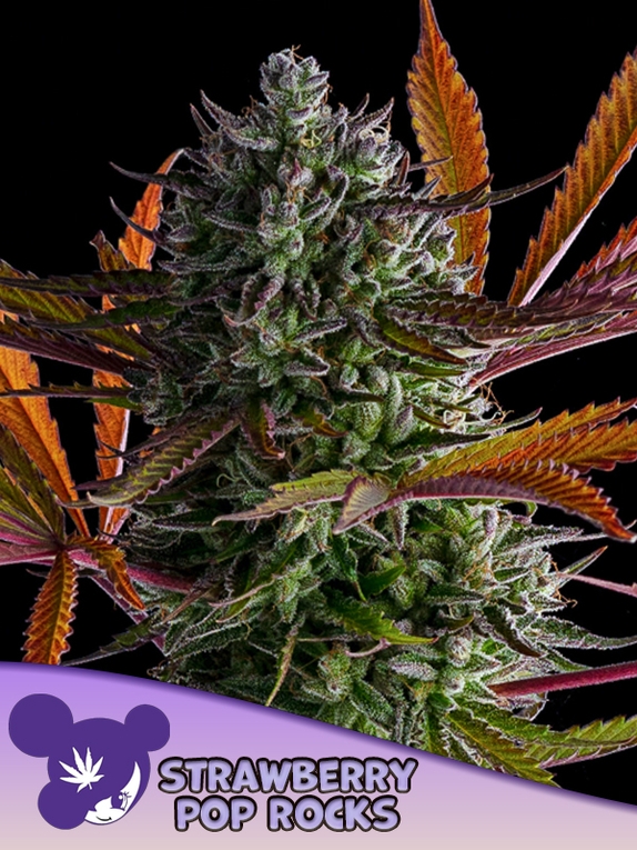 Strawberry Pop Rocks Cannabis Seeds