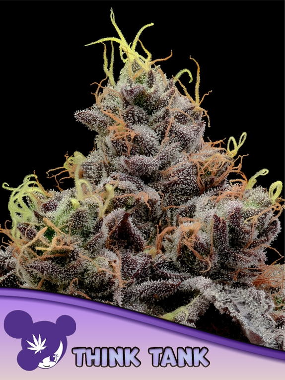 Think Tank Cannabis Seeds
