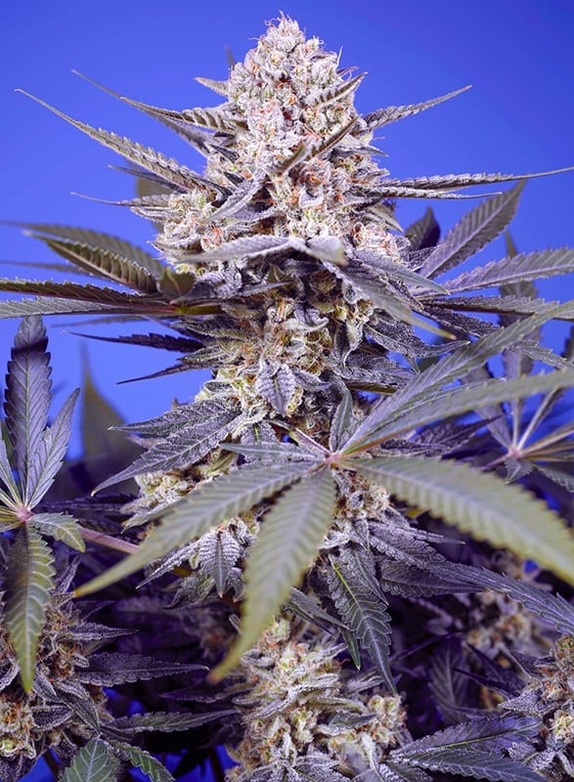 Pineapple Slush XL Auto Cannabis Seeds