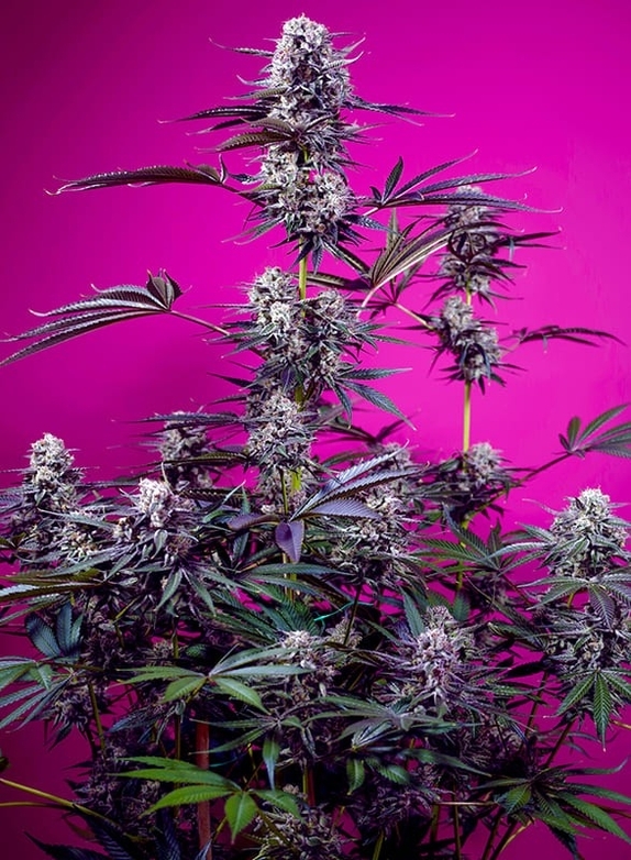 Studio 54 Stardust Auto Cannabis Seeds