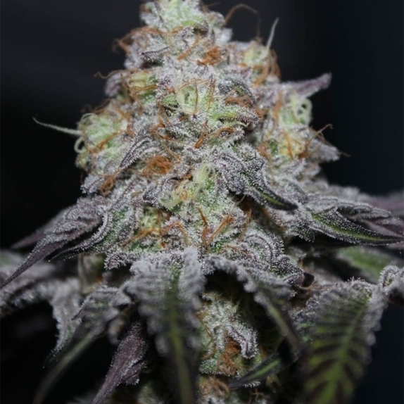 Off Shore Cannabis Seeds