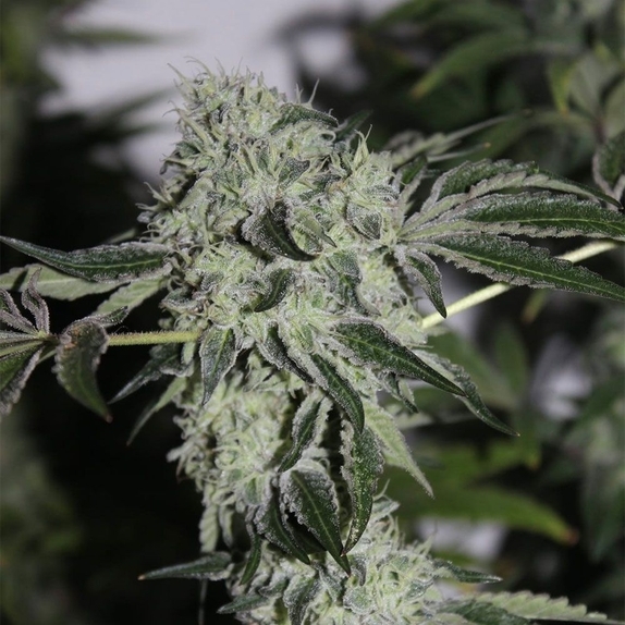 Tropical Sour Cannabis Seeds