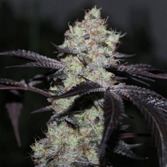 Zwisher Cannabis Seeds