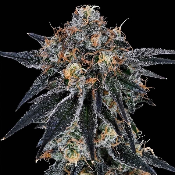 Blue Fumez Cannabis Seeds