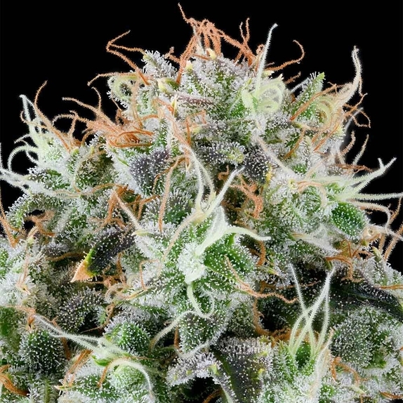 Apple Drops Cannabis Seeds