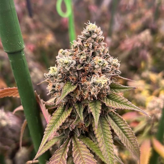Pink Mochi Runtz Cannabis Seeds
