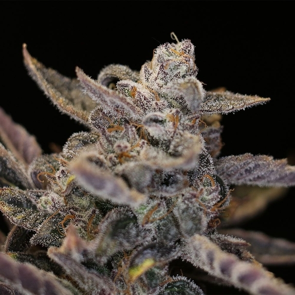Disappearing Act V2 Auto Cannabis Seeds