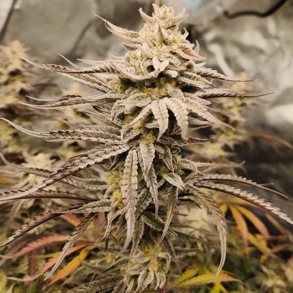 Queens Banner Auto Cannabis Seeds