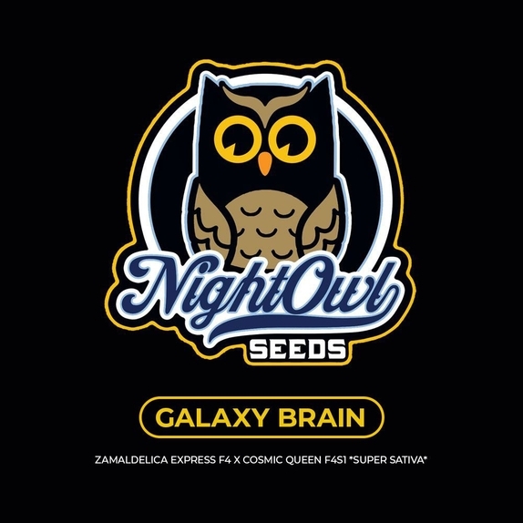 Galaxy Brain Auto Cannabis Seeds