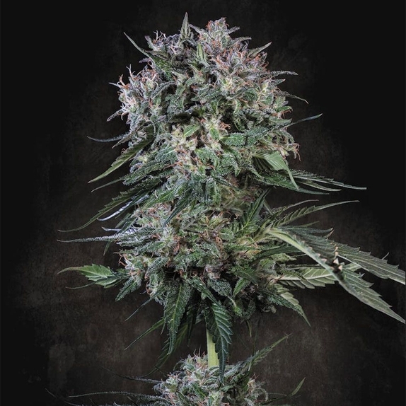 Doppler Cannabis Seeds