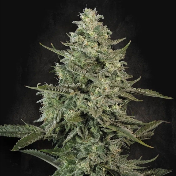 Mendo Crème Cannabis Seeds