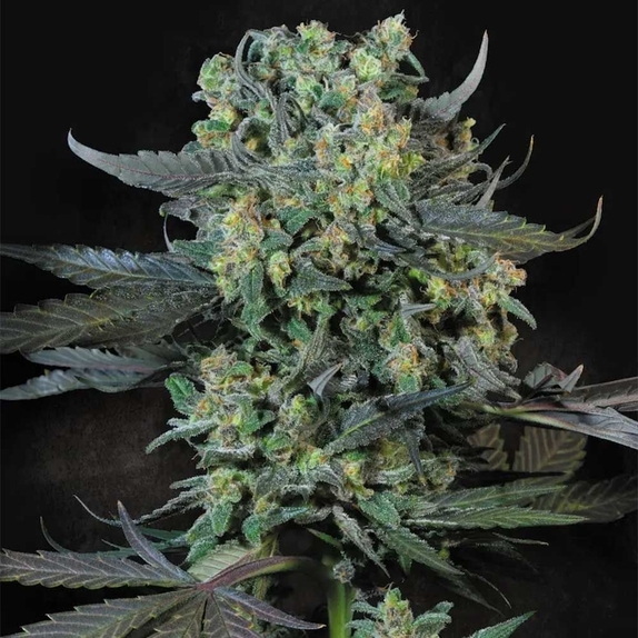 Momo Cannabis Seeds
