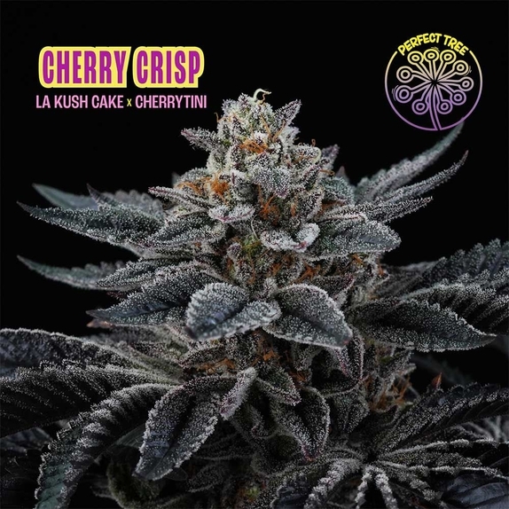 Cherry Crisp Cannabis Seeds