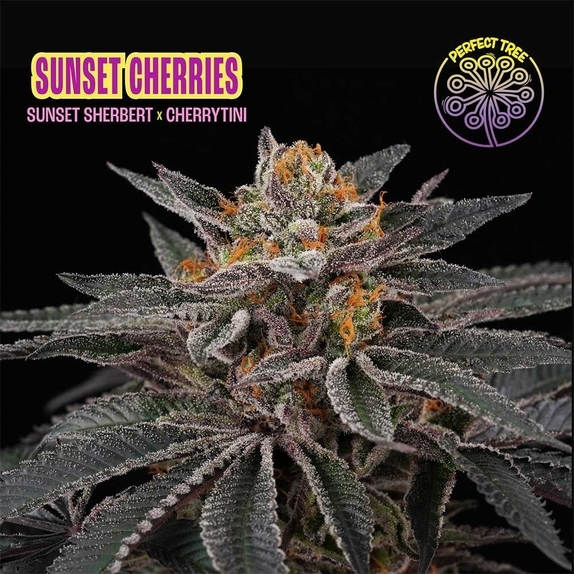Sunset Cherries Cannabis Seeds