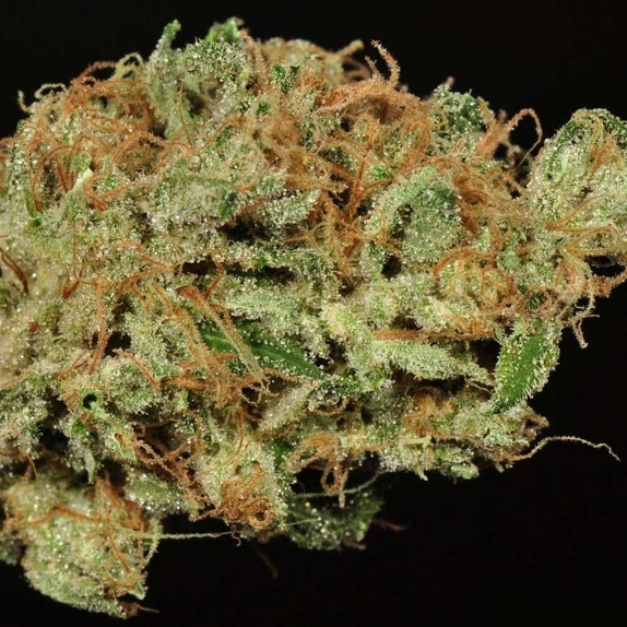 Ghost Train Haze 9 Regular Cannabis Seeds