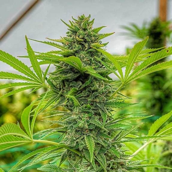 Clementine Slush Cannabis Seeds