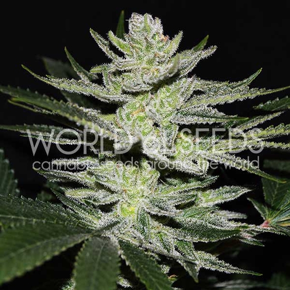 Chocolate Thai OG Cannabis Seeds