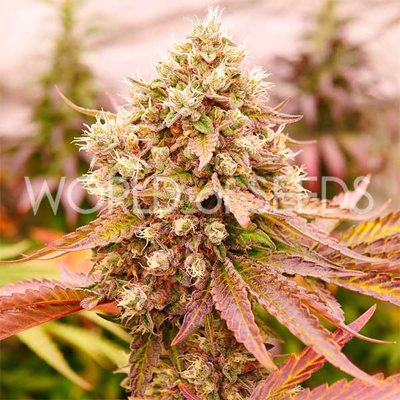 Burger Kush Early Version Cannabis Seeds