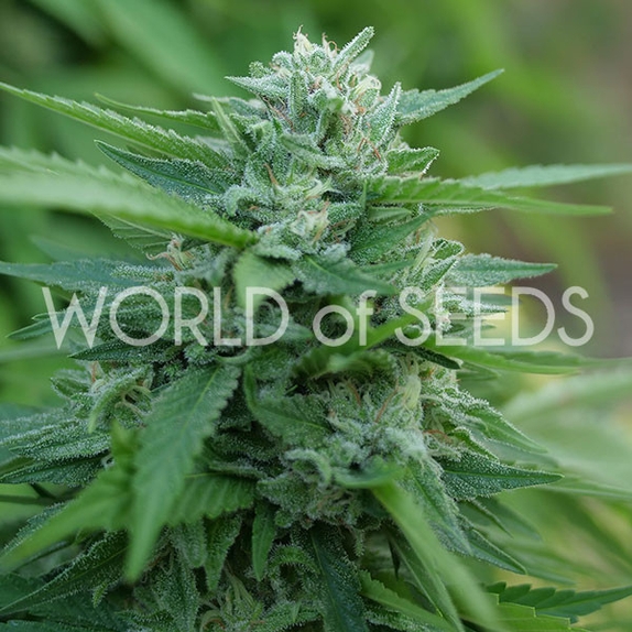 Mongolian THC Free Cannabis Seeds