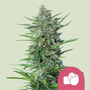 Purple Punch Cannabis Seeds