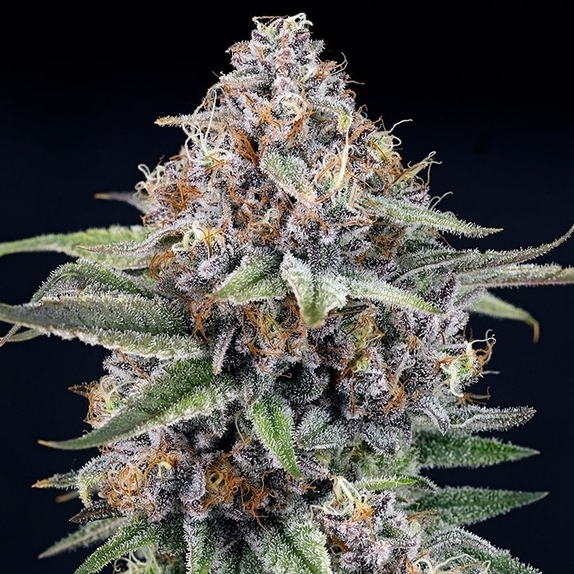 EyeBallz Cannabis Seeds