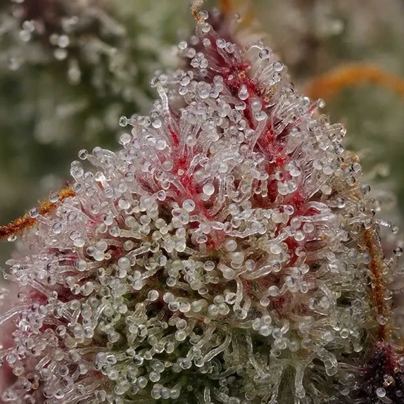 Ancient Aliens BX Regular Cannabis Seeds