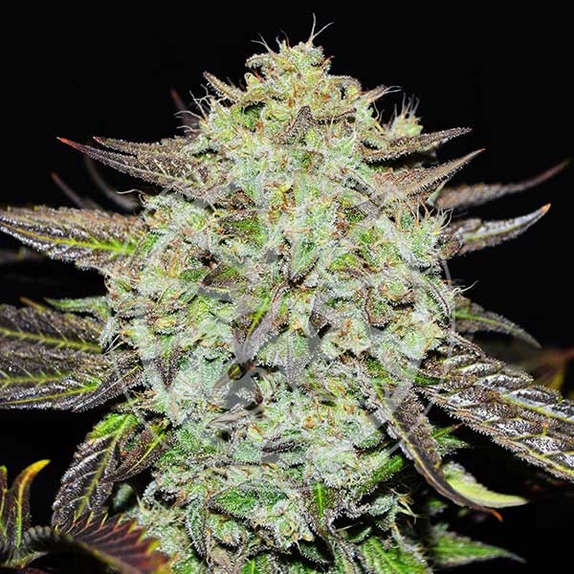 Purple Mango Kush Cannabis Seeds