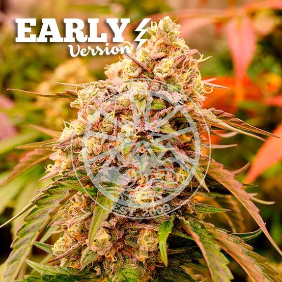 Sunday Punch Early Version Cannabis Seeds