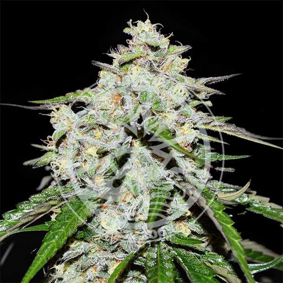 Space Cookies Auto Cannabis Seeds