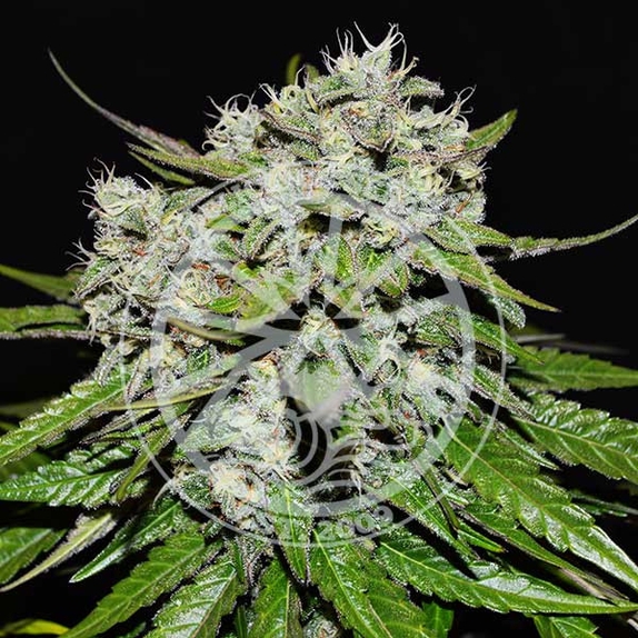 Nevilles Rose Auto Cannabis Seeds