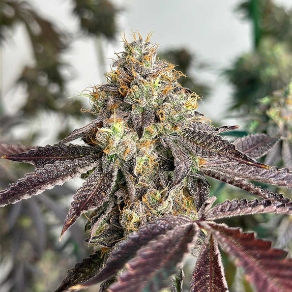 Basil Smash Feminized Cannabis Seeds