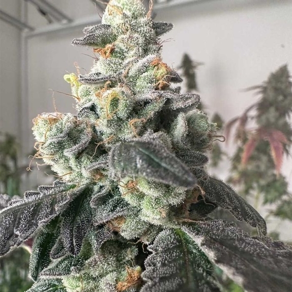 Moscow Mule Feminized Cannabis Seeds