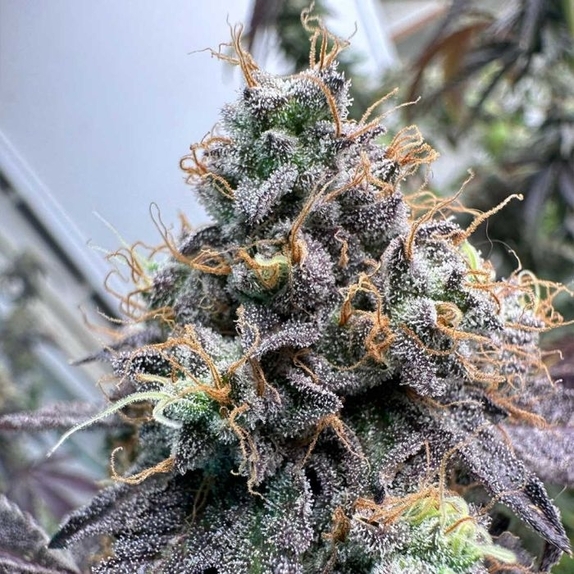 Pina Colada Feminized Cannabis Seeds