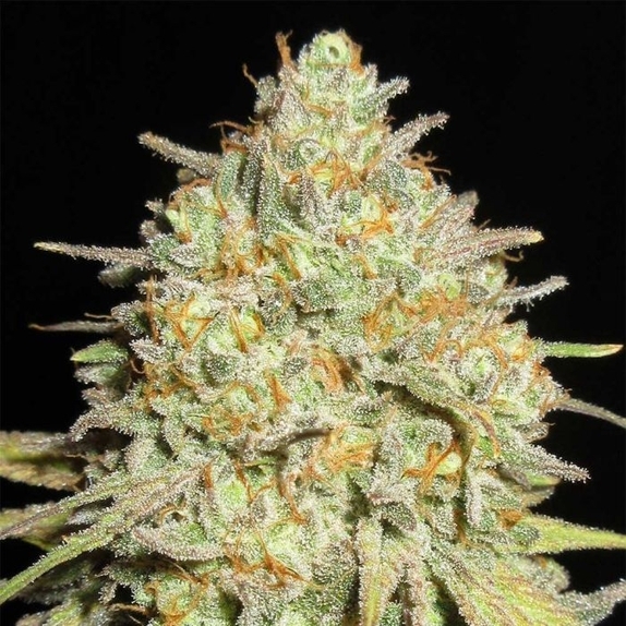 Sour Cheese Gob Stopper Cannabis Seeds