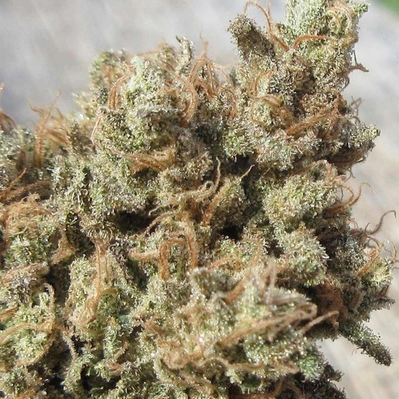 Darkside Cheese Feminized Cannabis Seeds