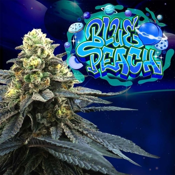 Blue Peach Feminized Cannabis Seeds