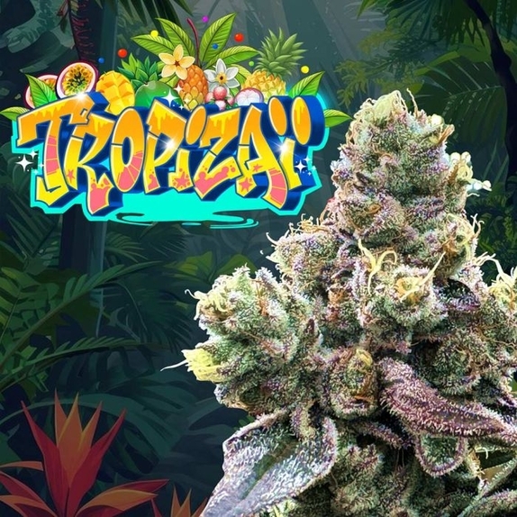 Tropizaï Regular Cannabis Seeds