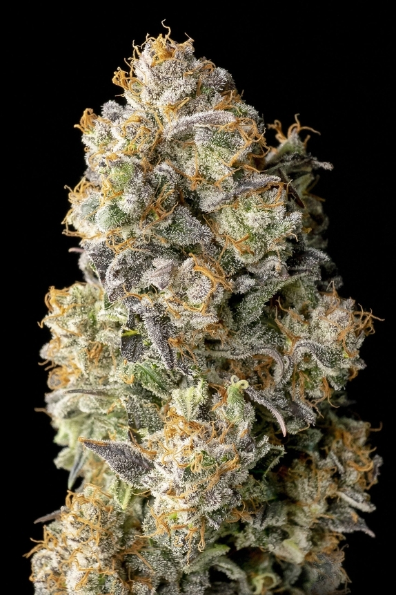 Auto Acai Mintz Cannabis Seeds