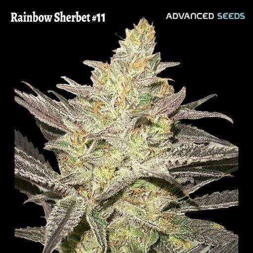 Rainbow Sherbet 11 Cannabis Seeds