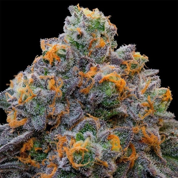 Bluzcotti Cannabis Seeds