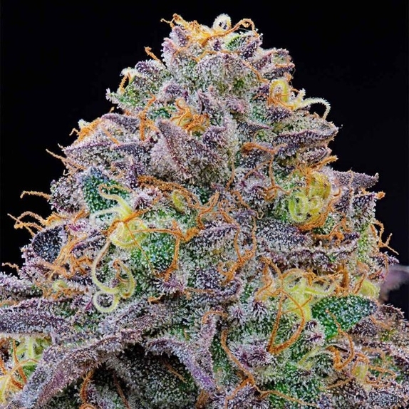 Blue Gelonade Cannabis Seeds